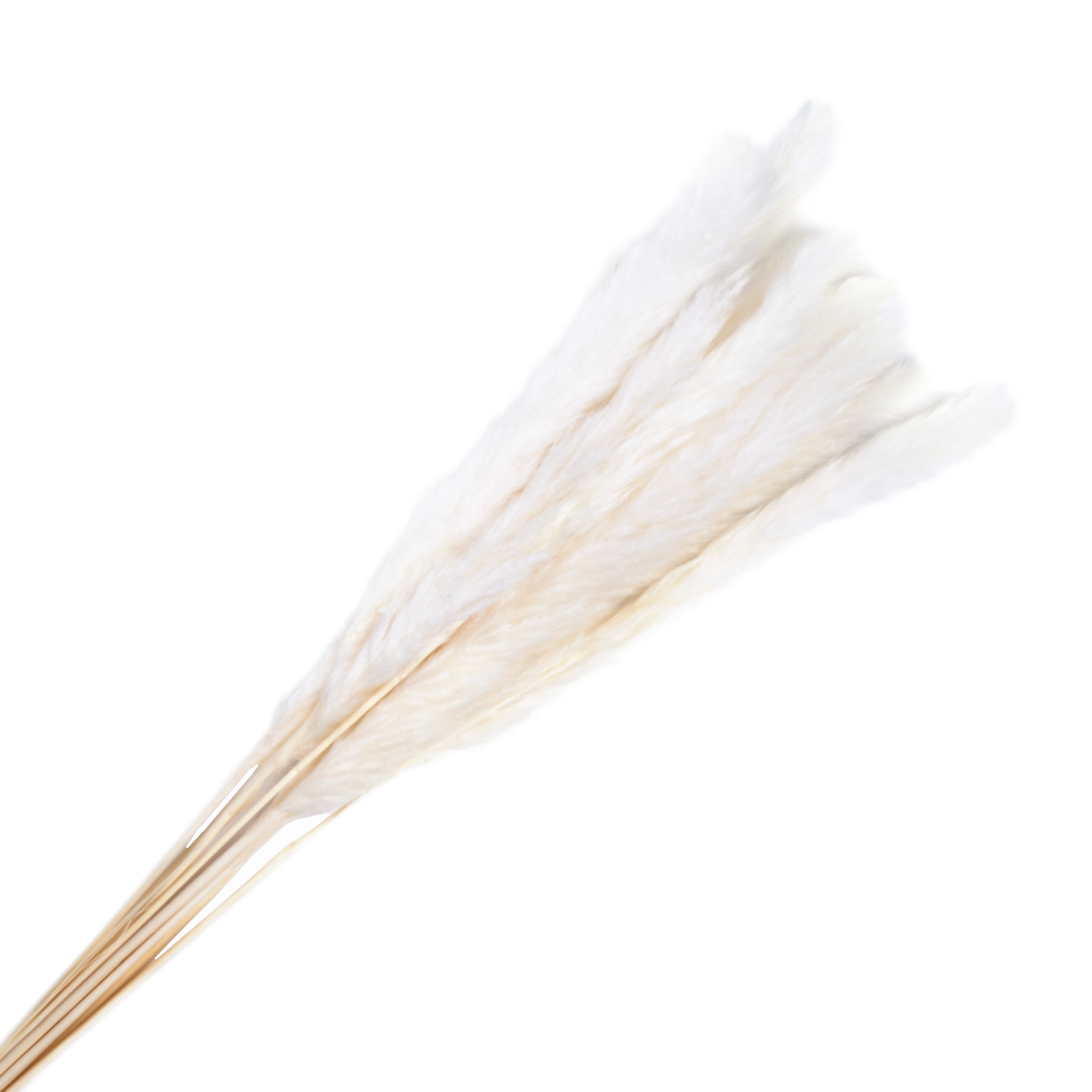 Dry small pampas bundle, 10pcs